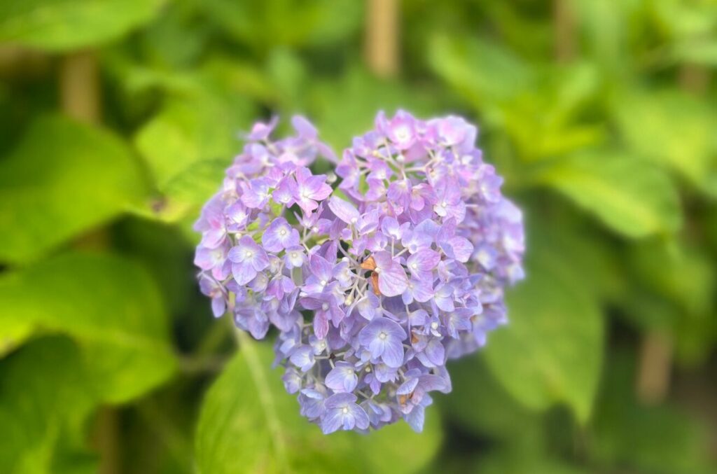 繡球花