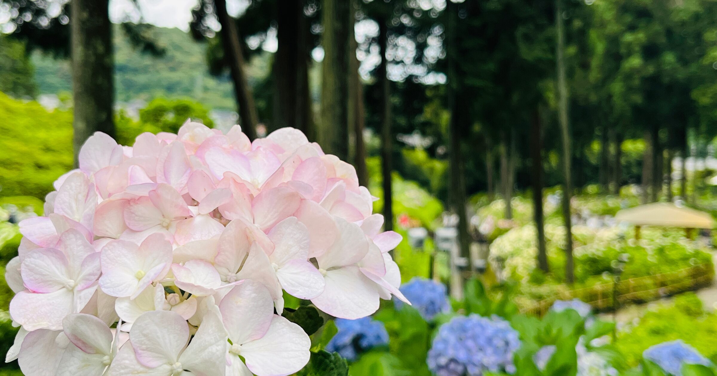 繡球花