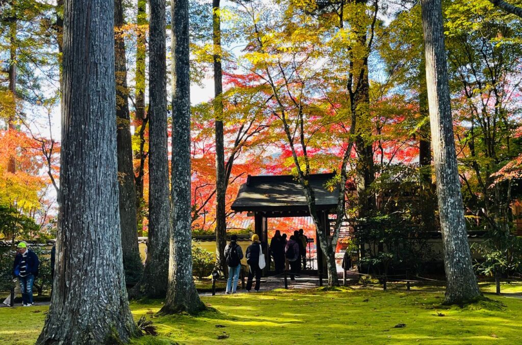 三千院苔庭
