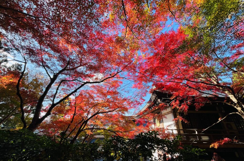 三千院紅葉