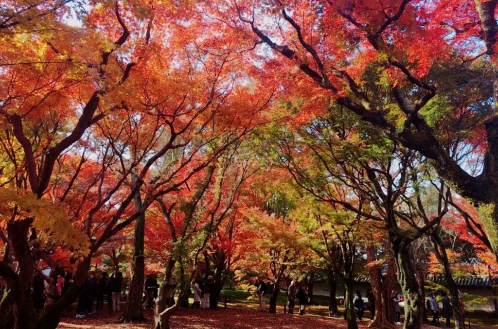 東福寺紅葉