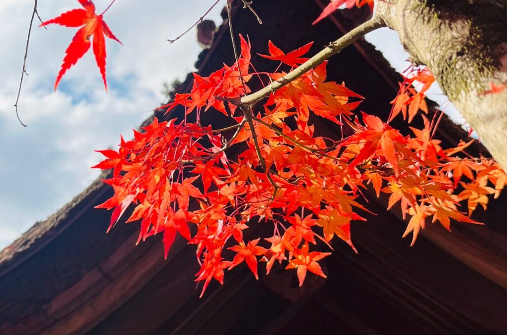 毘沙門堂紅葉