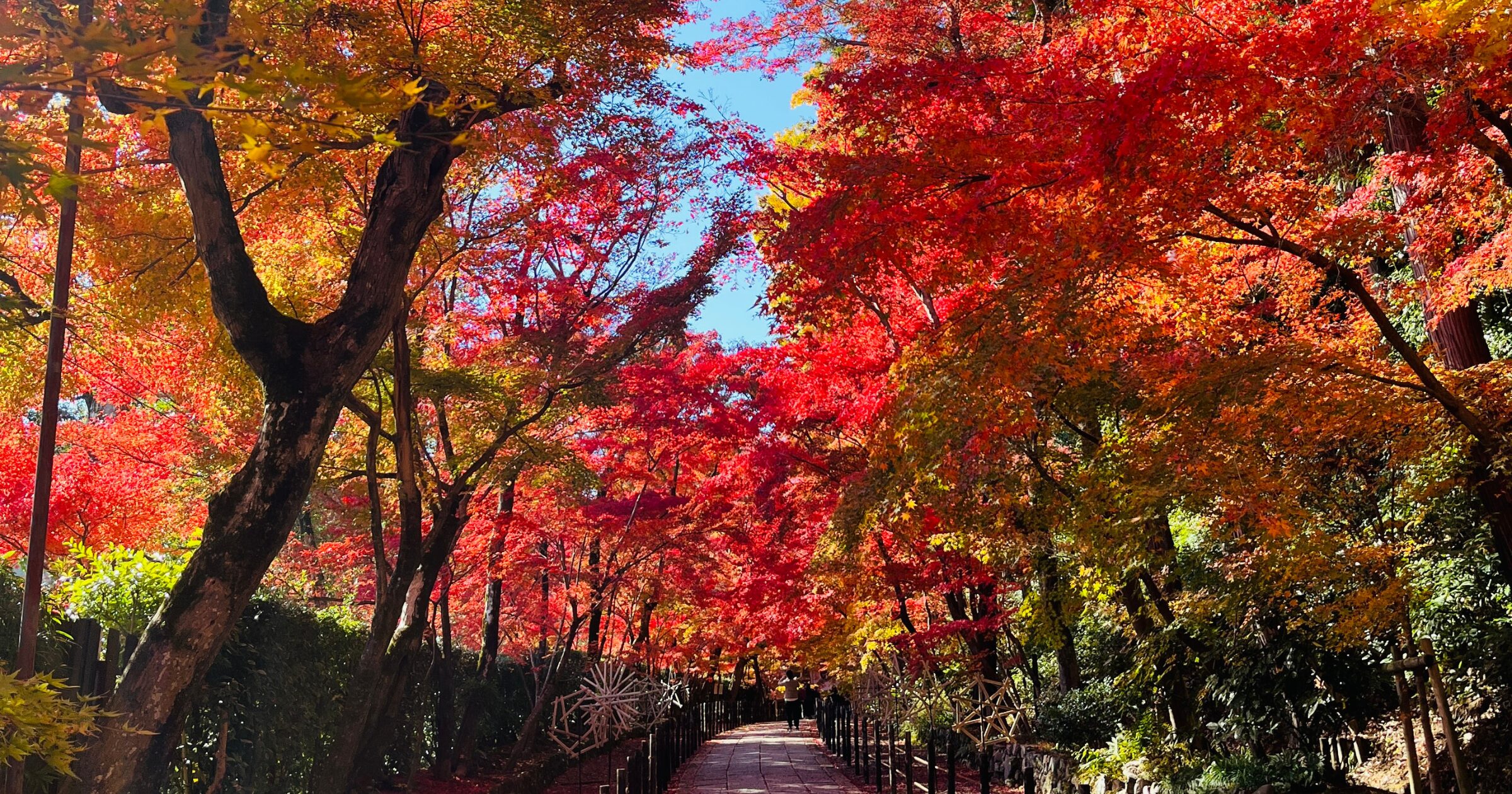 京都光明寺秋天紅葉