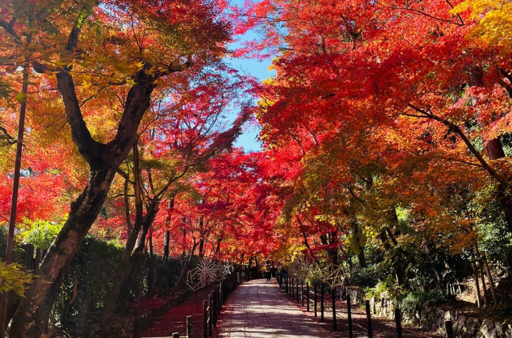 光明寺紅葉隧道