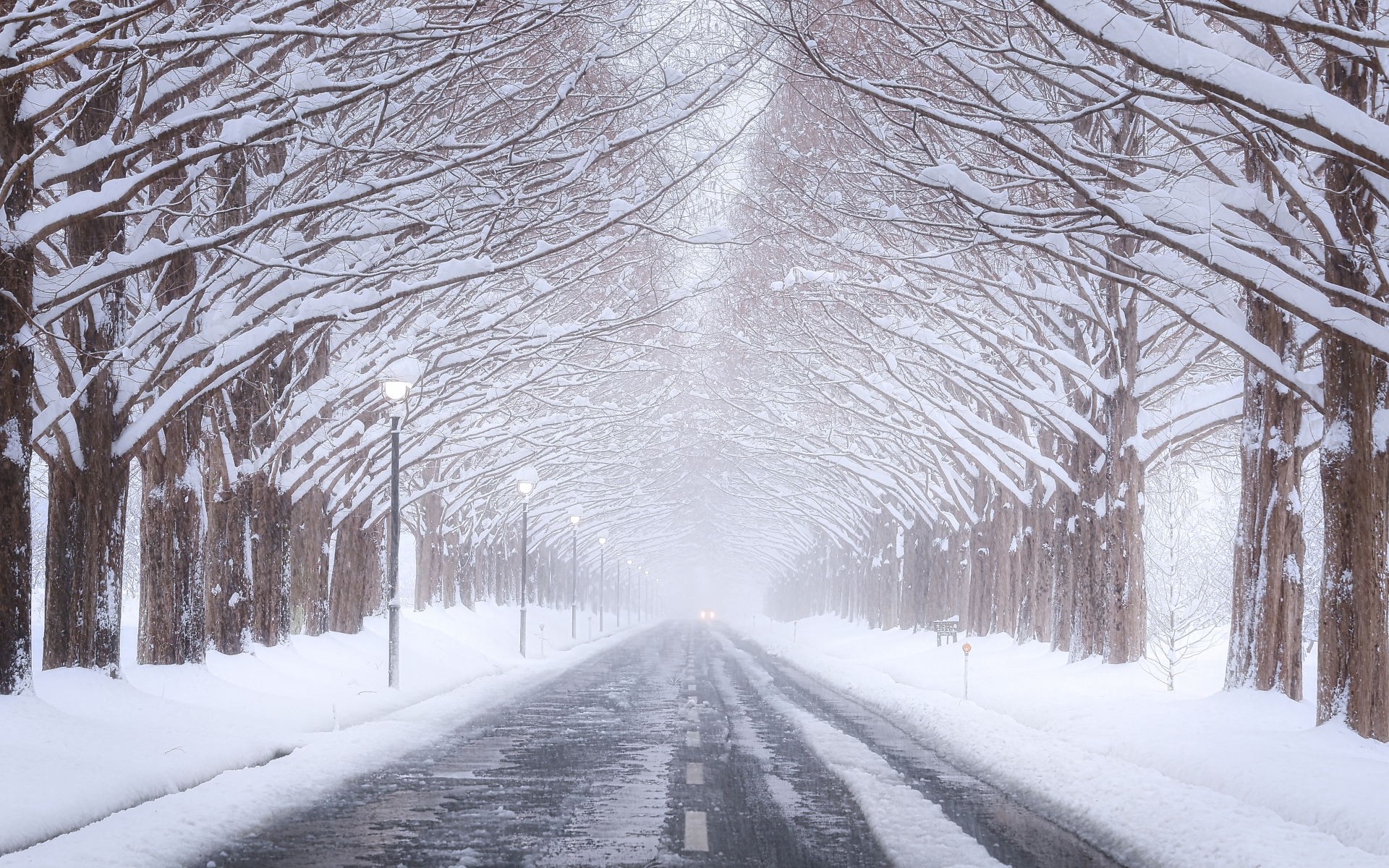 水杉林蔭大道雪景