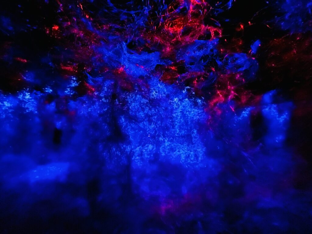 teamLab Biovortex Kyoto